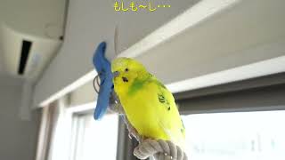 もしも～しと呼び掛けるセキセイインコのチャッピー　Chappie the budgie calling out 'Hello!'