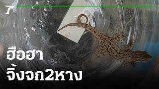 ฮือฮา ตีเลข จิ้งจก2หาง | 28-03-65 | ข่าวเช้าหัวเขียว