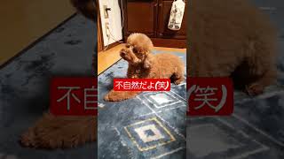 高齢犬の日常🐶何その嘘くさい表情#トイプードル #シニア犬 #シニア犬との暮らし #老犬 #老犬