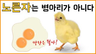 90%가 착각하는 병아리의 탄생. 노른자는 병아리가 아니다!