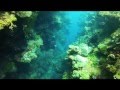 Roatan Dive #22 Mary's Place - Top Ten Destination for Scuba