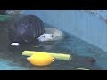 プールの水位が低くてホウちゃん壁をよじ登れない💗【天王寺動物園】