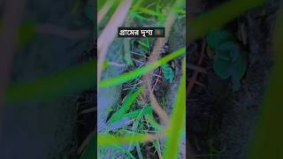 গ্রামের দৃশ্য  সুন্দর অপরূপ #গ্রামের #সুন্দর #দৃশ্য সবুজ বাংলাদেশ @BBCBangla @আলোকিতবাংলাদেশ.02