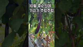 10월 중순인데, 가지가 주렁주렁 열렸어요(#가지)