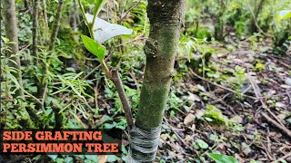 How to Grafting persimmon tree in spring