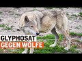 Wolf: So trägt Glyphosat zum Herdenschutz bei