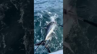 Bleeding a Bluefin Tuna Caught on a Mackerel #tuna #fish #bluefintuna