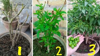 How To Regrow Old Chilli Plant  | Save Chilli For Next Year | Recover Hot Papper Plant In Pot