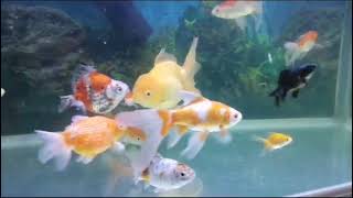 Goldfish varieties for fish Lovers, Keepers #GoldfishLovers #GoldfishKeeper #PetGoldfish