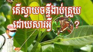 តើស្វាយចន្ទីងាប់ត្រួយដោយសារអ្វី?