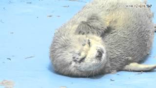 おびひろ動物園探検隊 生後21日目のゴマフアザラシの赤ちゃん