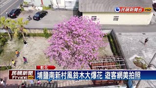 風鈴木花兒滿開 彰化兩棵風鈴木大PK－民視新聞