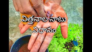 How to plant vegetables seeds in terrace garden telugu//GODAVARI GARDEN//