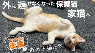 [保護猫卒業]やっと発見した子猫がまさかの大家族でどうしよう😨💦外に返せなくなった保護猫、その子孫たち。プク(あずき)が家猫になるまでの記録[後編]里親さま、ありがとう✨