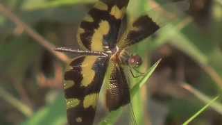 Common Picture Wing OR Variegated Flutterer (SHRIKANT MADHAV KELKAR)