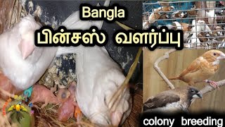 Bangla finches breeding tips !! society Finches Full details|| tamil| பிஞ்சஸ் பிரிண்டிங்..