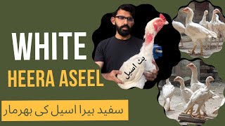 Heera Aseel breed in pakistan | Pure white Heera Chicks WHITE HEERA BREED IN PAKISTAN INTRODUCTION