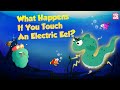 It's an Electric Eel - Don't Touch It | What Happens if You Touch An Electric Eel? | Dr Binocs Show