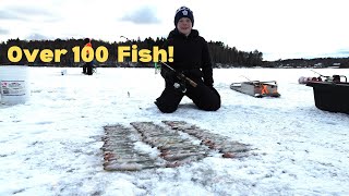 Insane Smelt Fishing! (CATCH and COOK) Over 100 Fish Caught!