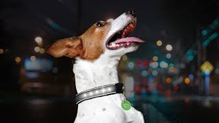 DynaDog the 1st dog collar with motion powered Led & NFC Tag