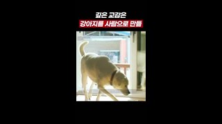 깊은 교감은 강아지를 사람으로 만든다