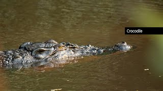 Crocodile at Kiralakale - Matara