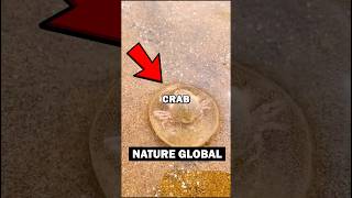 BABY CRAB RESCUE! #animalstories #animals #crabs #animalrescue