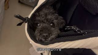 인형인척하는 푸들 🐶