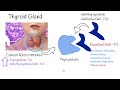 Thyroglobulin and Antithyroglobulin explained easy. TG and Anti -Tg; (TgAb)  tests