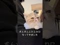 ふわふわニノン shorts エキゾチックショートヘア 子猫 kitten