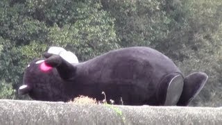 くまモンが四万十川の沈下橋の上でおやすみしたモン