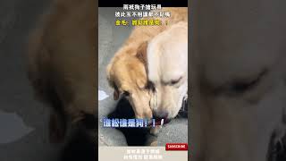 兩只狗子搶玩具，彼此互不相讓都不松嘴，金毛：誰松誰是狗！！ #cuteanimal #寵物 #pets #萌寵