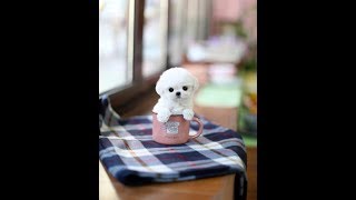 Tiny Puppy ~ Toy Poodle White Poodle Teacup Puppy