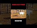 horse kick power 🤯 trending animals wildlife power kick horse crocodile rooster shorts