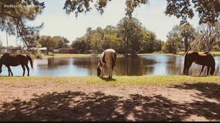 New equine therapy program for veterans launching on Veterans Day in St. Johns County
