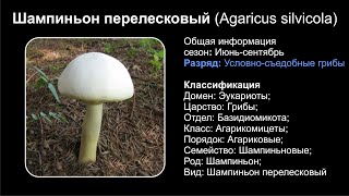 Шампиньон перелесковый (Agaricus silvicola)