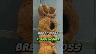 Bread boss bird—Rufous Horner #birds #nature #birdwatching #nest #birdwatching #birdlovers #coolfly