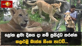 ලෝක ළමා දිනය දා නම් ප්‍රසිද්ධ කරන්න කලඑළි බැස්ස සිංහ පැටව් | LionCubs #PinnawalaZoo #pinnawala