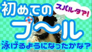 感動の結末?😭：初めてのプール、全く泳げない生後4ヶ月のアンジーが自ら泳げるようになるのか!? 最も賢いと言われるボーダーコリーは水泳の習得も早い!?/ Swimming Lesson for Dog