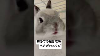 うさぎのあくびを最初から最後まで初めて撮影成功#うさぎ #ネザーランドドワーフ #あくび