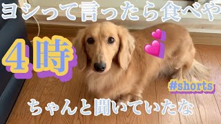 🐶４時⁉️ヨシって言ったら食べや　#ミニチュアダックスマロンTV #公園散歩 #shorts