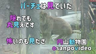 円山動物園　パーチェは見ていた　怖い物見たさ　隠れていても丸見えですよ 　パーチェ　#maruyamazoo 　#lion 　#pace