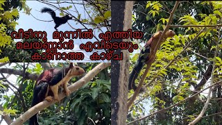 വീടിനു മുന്നിൽ എത്തിയ മലയാണ്ണാൻ എവിടെയും കാണാത്ത കാഴ്ച #like #vairal #youtubevideo