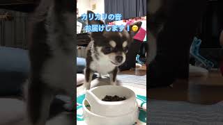 カリカリご飯。どんだけ可愛いだよ。カリカリが音源😏 #チワワ #ポメラニアン #柴犬 #犬 #shorts