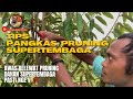 TIPS & CARA PRUNING / PANGKAS DAHAN DURIAN SUPERTEMBAGA | PRUNING / PANGKAS CABANG KEATAS ATAU NGE V