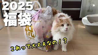 猫ちゃん用福袋を買ってきたらお買い得すぎて飼い主も猫も大満足でした