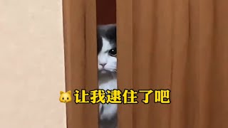 这小猫咪谁养谁不迷糊昂？