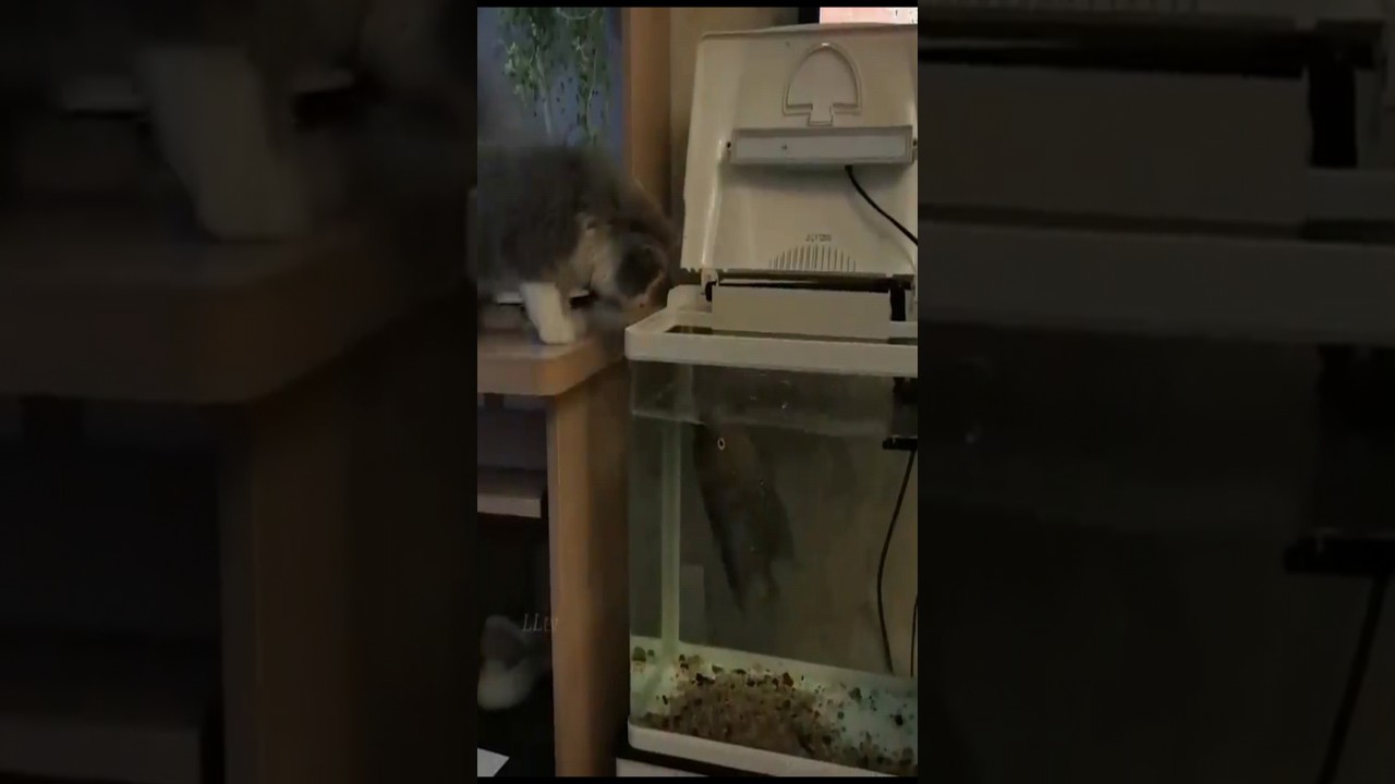 Coral Reef Aquarium Collection 12 Hours Best Relax Music Sleep