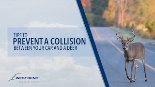 Tips to Prevent a Collision Between Your Car and a Deer