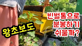 빈벌통 가져다두고 분봉받기 / 왕초보도 가능할까?